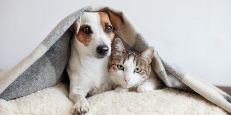 Câmara de Vereadores aprova criação do ‘Dia de Combate aos Maus Tratos de Animais’ em Caruaru