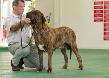 Exposição de cães de raça será realizada em Caruaru