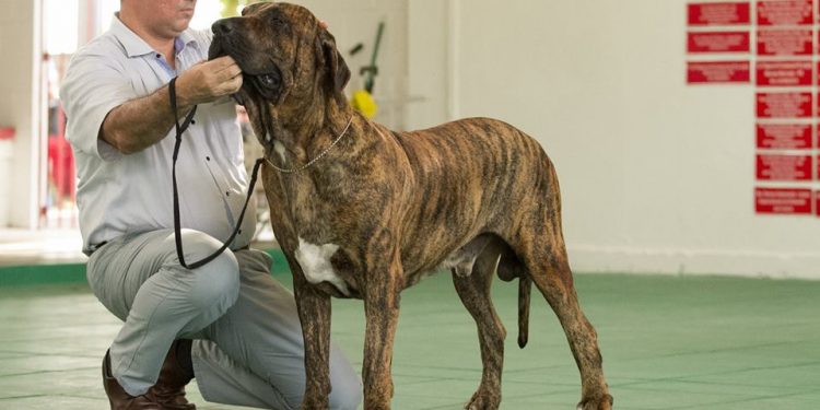 Exposição de cães de raça será realizada em Caruaru