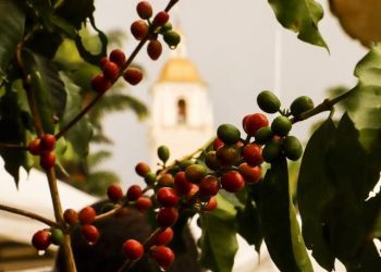 24 de maio, Dia Nacional do Café