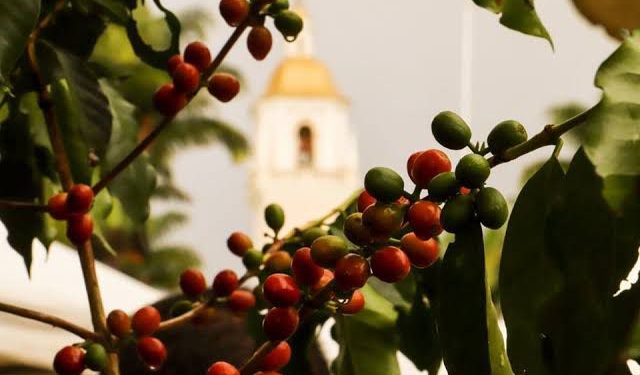 24 de maio, Dia Nacional do Café