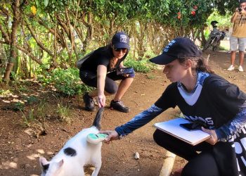 Censo de cães e gatos chega à área urbana de Fernando de Noronha