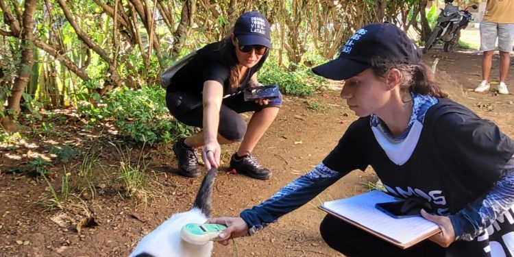 Censo de cães e gatos chega à área urbana de Fernando de Noronha