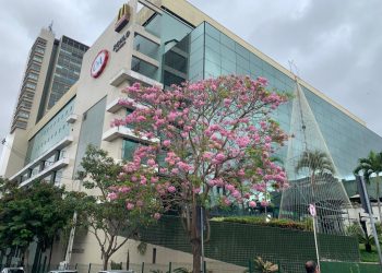 21 de setembro – Dia da Árvore