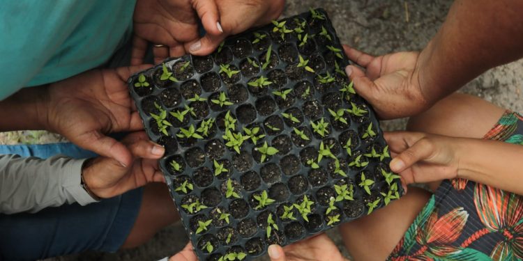 COP 28: Governo de Pernambuco coloca no ar hotsite do PerMeie, o Plano Pernambucano de Mudança Econômico-Ecológica