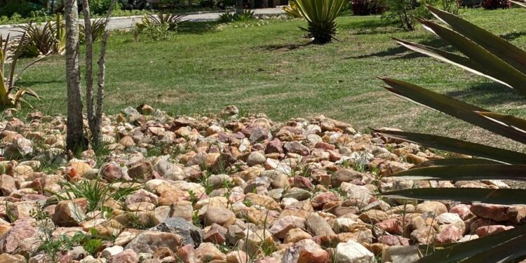 Amor pela natureza será promovido em Parques Ambientais de Caruaru