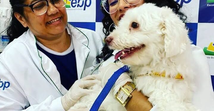 Vacinação antirrábica gratuita e adoção de cães e gatos serão realizadas, nesta quinta-feira (22), em Caruaru