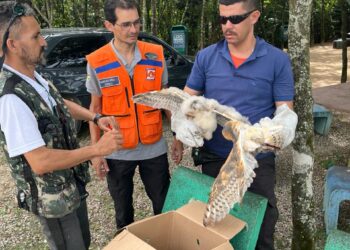 Corujas são resgatadas pela Defesa Civil de Caruaru