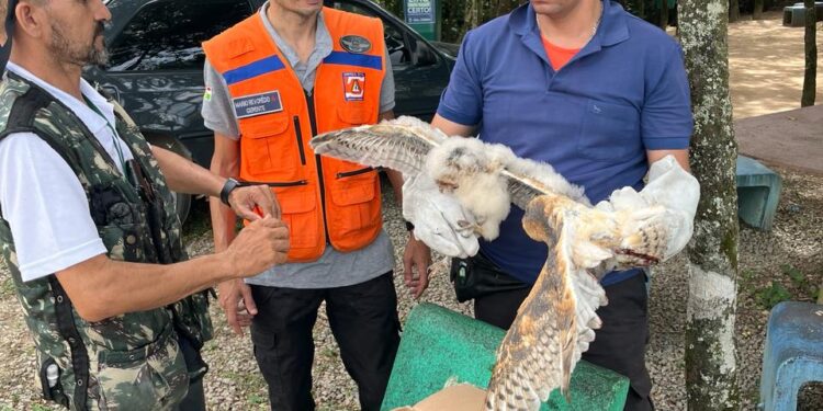 Corujas são resgatadas pela Defesa Civil de Caruaru