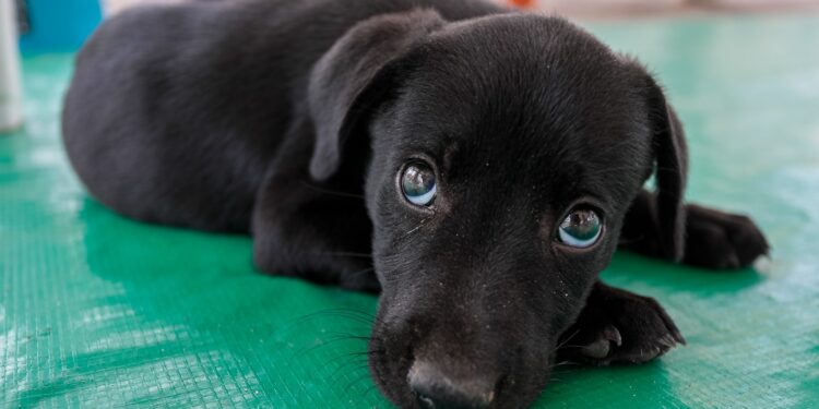 Projeto ‘Meu Amigão’ tem nova edição nesta quarta (17) e quinta (18) no Marco Zero