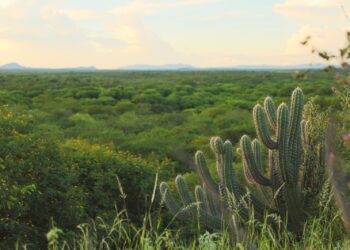 Pernambuco é o único estado do Brasil a reduzir o desmatamento da Caatinga