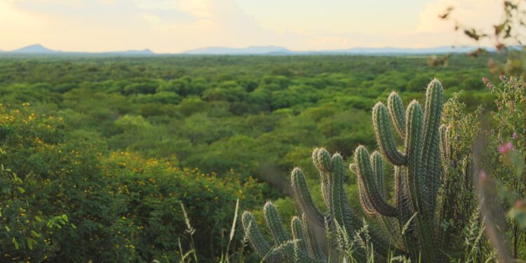 Prazo para participar do Edital Caatinga se encerra nesta quinta-feira (13)