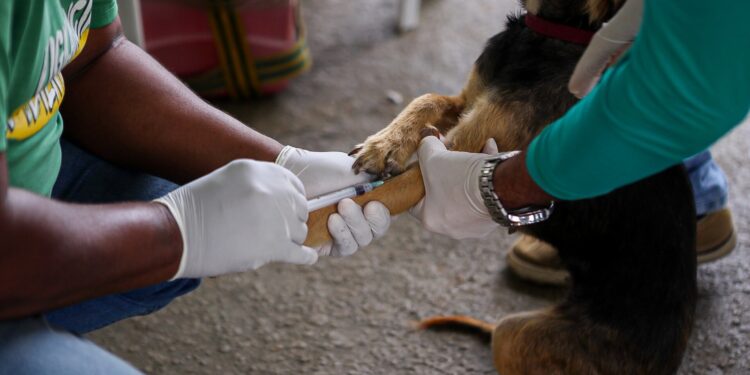 Inscrições abertas para palestras da VII Semana Municipal de Prevenção e Controle da Leishmaniose em Caruaru