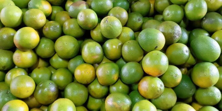 Ceaca divulga cotação de preços semanal