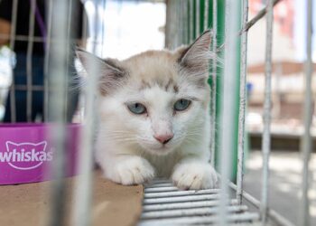 Segunda edição do projeto “Meu Amigão” é realizada neste mês de janeiro