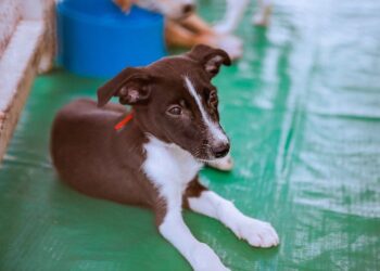 Prefeitura de Caruaru realiza mais uma edição do projeto ‘Meu Amigão’