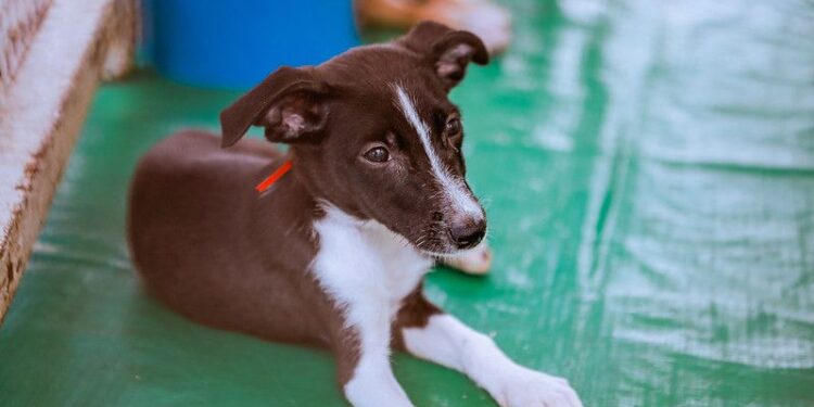 Prefeitura de Caruaru realiza mais uma edição do projeto ‘Meu Amigão’