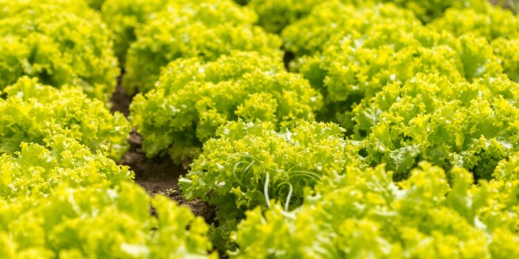 Caruaru é a única cidade do Nordeste selecionada em projeto do PNAE Agroecológico