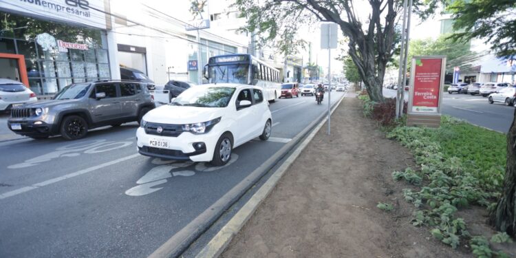 Prefeitura de Caruaru alerta para riscos com árvores durante períodos de chuva intensa