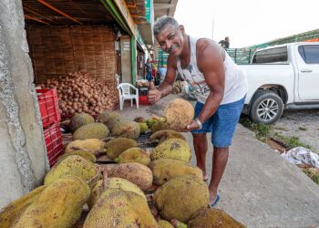 Jaca apresenta redução de 17% na cotação de preços da Ceaca