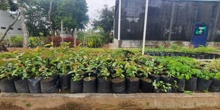 Prefeitura de Caruaru incentiva a arborização com doação de mais de 1,6 mil mudas nativas de janeiro a agosto de 2025