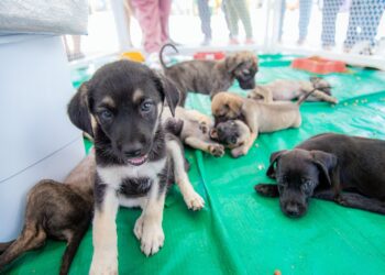 “Meu Amigão” movimenta o Marco Zero com adoção de animais nesta quarta (14) e quinta (15)