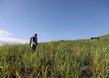Governo de Pernambuco garante 18 mil toneladas de fertilizantes para fortalecer agricultura familiar canavieira da Zona da Mata