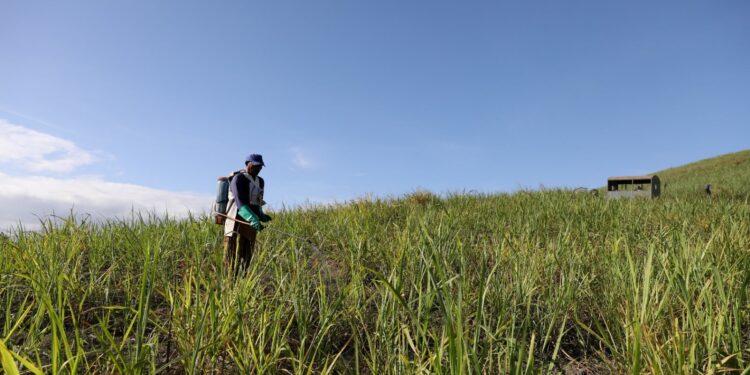Governo de Pernambuco garante 18 mil toneladas de fertilizantes para fortalecer agricultura familiar canavieira da Zona da Mata